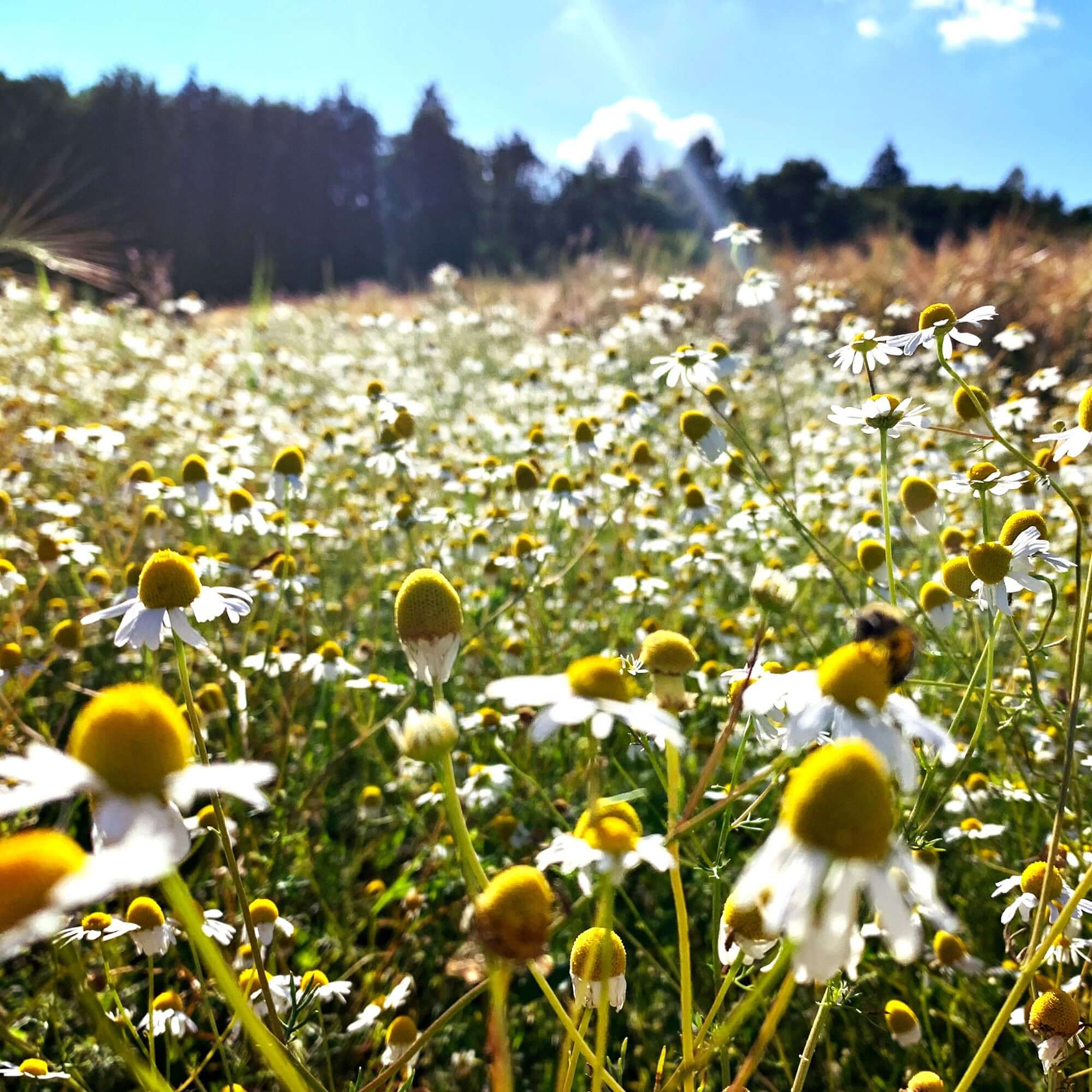 Bienenwiese im Sommer